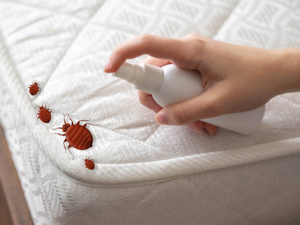 Best Local Pest Control Services  in Falls City, NE