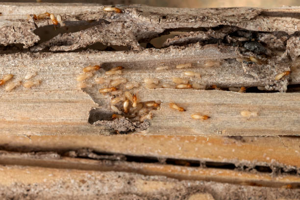 Trusted Falls City, NE Pest Control Experts